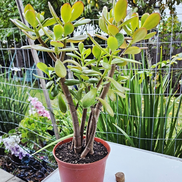 Ruby Jade - Picture 2 of 7